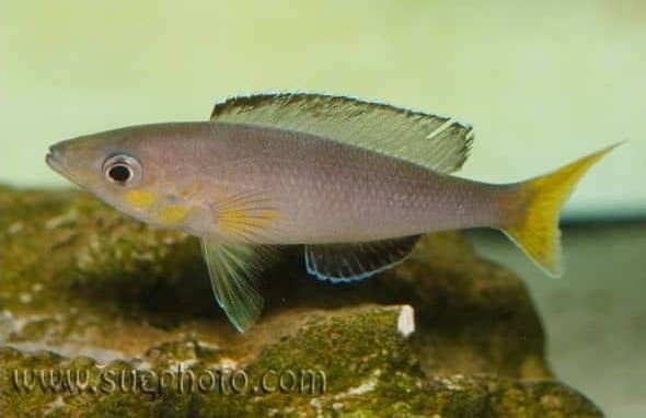 Cyprichromis sp. 'leptosoma jumbo' Kamakonde